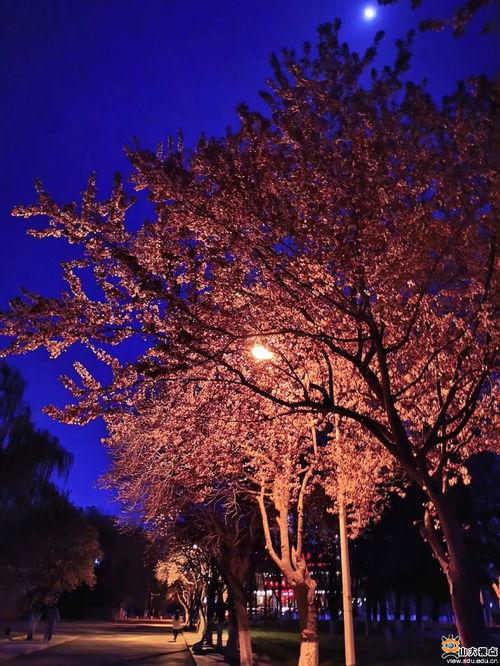 东风夜放花千树（燕西误尽瑶台月）,燕西误尽瑶台月之谜